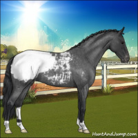 Horse Color:Blue Roan Snowcap 