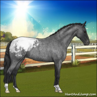 Horse Color:Blue Roan Appaloosa 