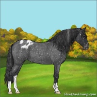 Horse Color:Blue Roan Appaloosa 