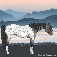 Horse Color:Blue Roan Appaloosa 