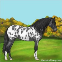 Horse Color:Blue Roan Appaloosa 