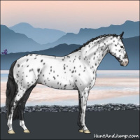 Horse Color:Blue Roan Near Leopard 