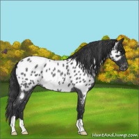 Horse Color:Blue Roan Near Leopard 
