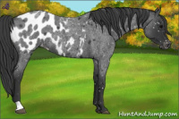 Horse Color:Blue Roan Appaloosa 
