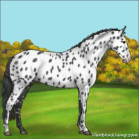 Horse Color:Blue Roan Near Leopard