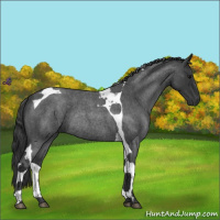Horse Color:Blue Roan Tobiano Rabicano 