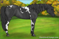 Horse Color:Black Tobiano Rabicano