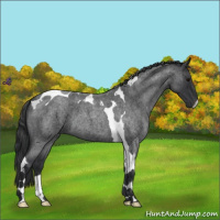 Horse Color:Blue Roan Tobiano 