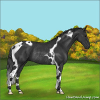 Horse Color:Black Tobiano Rabicano