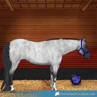 Horse Color:Blue Roan Tobiano 