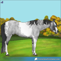Horse Color:Blue Roan Splash Tobiano 