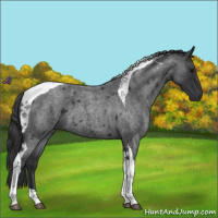 Horse Color:Blue Roan Tobiano