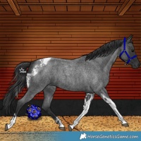 Horse Color:Blue Roan Tobiano 