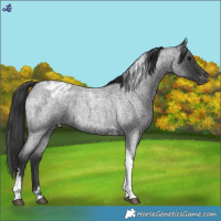 Horse Color:Blue Roan Tobiano Blanket