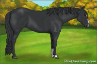 Horse Color:Black Sabino