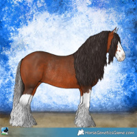 Horse Color:Bay Splash Rabicano 