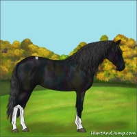 Horse Color:Midnight Blue Roan Tobiano Rabicano 