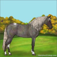 Horse Color:Midnight Palomino Ice Roan Varnish Rabicano 