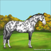Horse Color:Blue Roan Splash Appaloosa Rabicano 