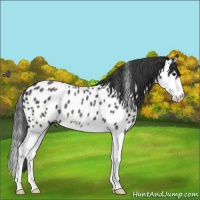 Horse Color:Midnight Blue Roan Splash Near Leopard Rabicano 