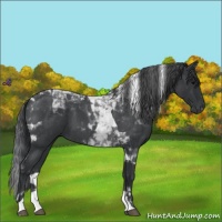 Horse Color:Blue Roan Tobiano 
