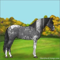 Horse Color:Blue Roan Tobiano 