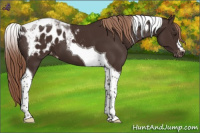 Horse Color:Liver Chestnut Tobiano Appaloosa