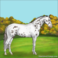 Horse Color:Liver Chestnut Tobiano Appaloosa 