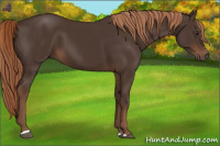 Horse Color:Liver Chestnut Sabino Rabicano 