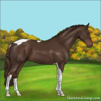 Horse Color:Liver Chestnut Tobiano