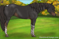 Horse Color:Liver Chestnut Tobiano Rabicano 