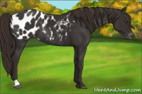 Horse Color:Liver Chestnut Appaloosa Rabicano 
