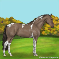 Horse Color:Liver Red Dun Tobiano 