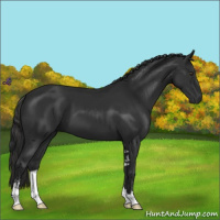 Horse Color:Liver Chestnut Sabino 
