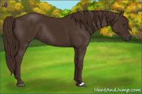 Horse Color:Liver Chestnut Rabicano 