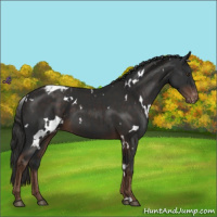 Horse Color:White Spotted Liver Chestnut Appaloosa 