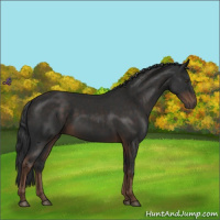 Horse Color:Liver Chestnut Sabino 