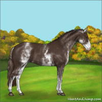 Horse Color:White Spotted Liver Chestnut 