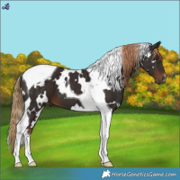 Horse Color:White Spotted Liver Chestnut Tobiano 