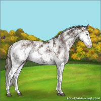 Horse Color:Liver Chestnut Sabino