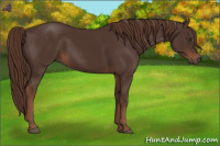 Horse Color:Liver Chestnut Sabino 