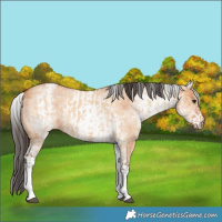 Horse Color:White Spotted Bay Dun Rabicano  and White Spotted Bay Dun Rabicano 