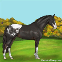 Horse Color:Liver Chestnut Sabino Appaloosa 