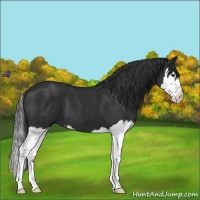 Horse Color:Liver Chestnut Sabino Splash 