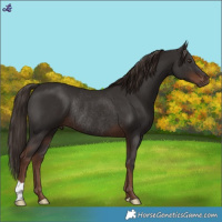 Horse Color:Liver Chestnut Rabicano 