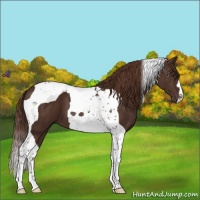 Horse Color:Liver Chestnut Tobiano 