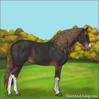 Horse Color:Liver Chestnut 