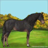 Horse Color:Liver Chestnut Rabicano