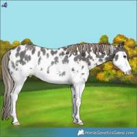 Horse Color:Liver Chestnut Sabino Appaloosa Rabicano