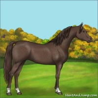 Horse Color:Liver Chestnut 